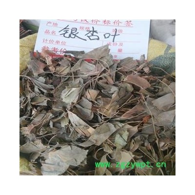 银杏叶 统货 产地 广西壮族自治区柳州市市辖区