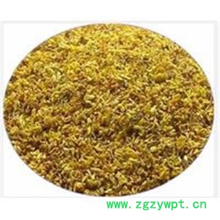 桂花 统 产地 浙江省选货  精品  大货批发