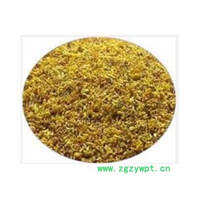 桂花 统 产地 浙江省选货  精品  大货批发