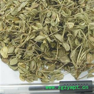 煜庭药业  豆瓣绿 豆瓣鹿衔草 岩筋草 豆瓣如意草 瓜子鹿衔 瓜子细辛 石上开花图2