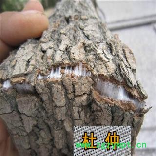 煜庭药业 杜仲 正品图3