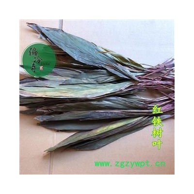 苏铁叶（红铁树叶、铁树叶） 统货 产地 广西壮族自治区