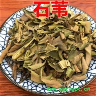 石韦 统货 产地 山东省图2