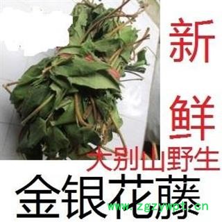 金银花藤 选 产地 湖北省黄冈市麻城市新鲜忍冬藤野生中药材