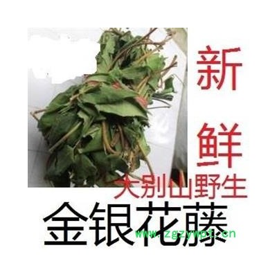 金银花藤 选 产地 湖北省黄冈市麻城市新鲜忍冬藤野生中药材