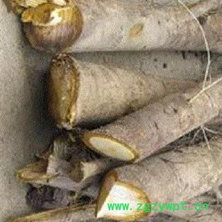 新鲜野生核桃树根大别山深山中药材/另有核桃枝