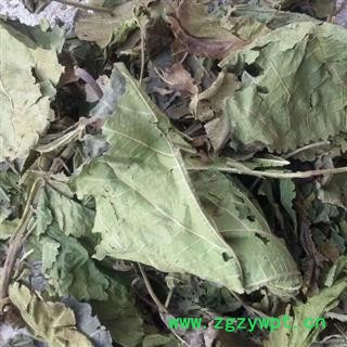 青桑叶统货 产地 山东省临沂市平邑县 大货优惠