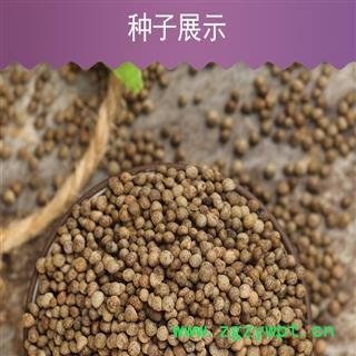 紫苏种子　单面紫色紫苏