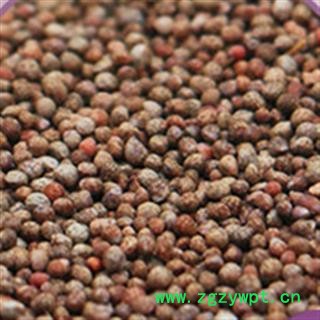 紫苏种子　单面紫色紫苏图2