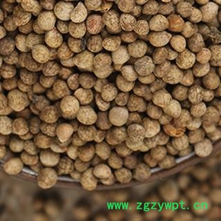 紫苏种子　单面紫色紫苏图3