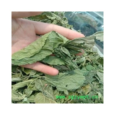 桑叶 青桑叶统货 产地 江苏省徐州市沛县