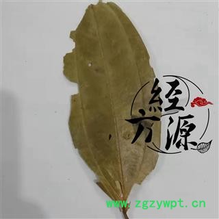 肉桂叶T 桂叶 桂树叶 正品实拍  统图2