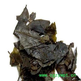 苦丁茶 精选 长条 茶用 产地 江西省九江市九江县图2