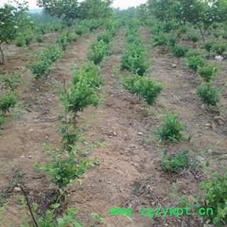 金银花 直径0.6-1.0公分',多购优惠，产地 山东省临沂市平邑县 库存 500000株可售