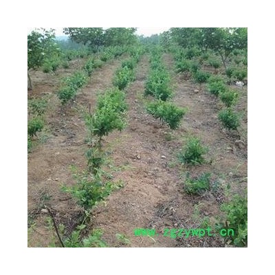 金银花 直径0.6-1.0公分',多购优惠，产地 山东省临沂市平邑县 库存 500000株可售