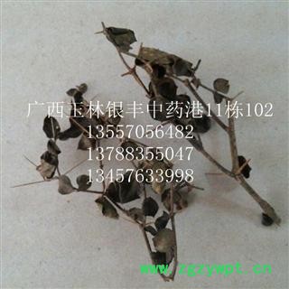 老虎刺 统货 产地 广西壮族自治区贺州市市辖区