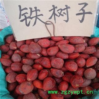 铁树子选 产地 广西壮族自治区贵港市平南县