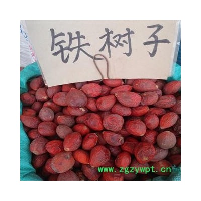 铁树子选 产地 广西壮族自治区贵港市平南县
