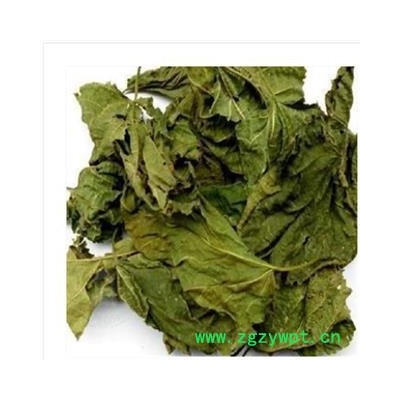 桑叶 青桑叶统货 产地 山东省
