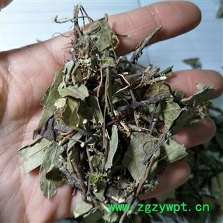 络石藤 络石藤统段 产地 湖北省图3