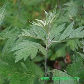 秦岭野生艾叶艾草艾叶草干艾蒿泡脚泡澡驱蚊驱寒散湿艾叶精选无硫图2
