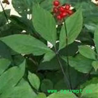 灵吉药业 人参叶 统货 批发各类规格中药材 花茶 矿石 冷背珍稀野生药材图2