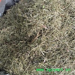 相思藤   产地直销图2