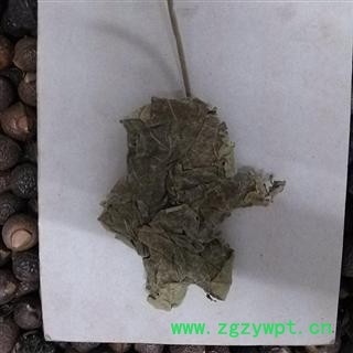 芙蓉叶 统货 产地 广西壮族自治区南宁市图3