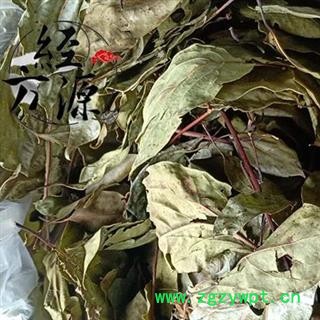 香樟叶 香樟树叶 新货 颜色好 味道浓  产地云南图2