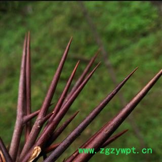 秦岭野生皂荚刺500g精选纯刺无枝中药材皂荚刺天然皂荚刺皂角刺图4