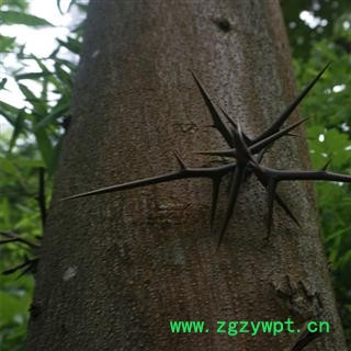 秦岭野生皂荚刺500g精选纯刺无枝中药材皂荚刺天然皂荚刺皂角刺图2