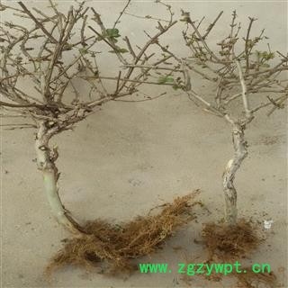 金银花 树形金银花 产地 山东省临沂市平邑县 库存 50000株可售