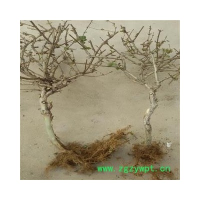 金银花 树形金银花 产地 山东省临沂市平邑县 库存 50000株可售