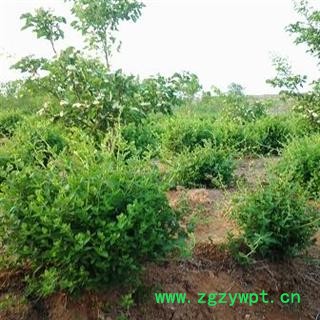 金银花 树形金银花 产地 山东省临沂市平邑县 库存 50000株可售图3