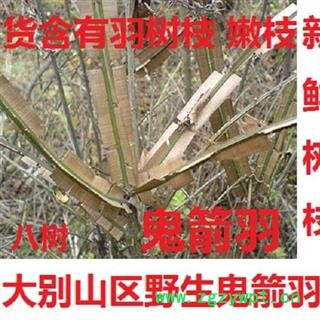 鬼见羽 鲜鬼箭羽八树鲜树枝选 产地 湖北省黄冈市麻城市
