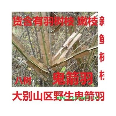 鬼见羽 鲜鬼箭羽八树鲜树枝选 产地 湖北省黄冈市麻城市