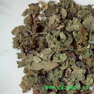 桑叶, 霜桑叶, 产地 河南省禹州市图2