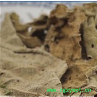 白背叶 统 产地 江西省鹰潭市市辖区图3