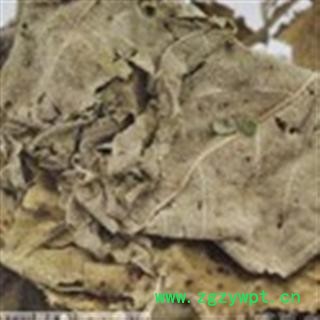 白背叶 统 产地 江西省鹰潭市市辖区图2