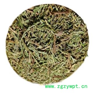 煜庭药业 侧柏叶 柏叶、丛柏叶图3