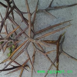 山东蒙山 大皂角刺 优质图3
