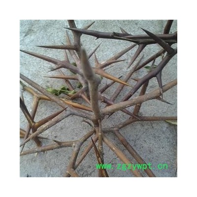 山东蒙山 大皂角刺 优质