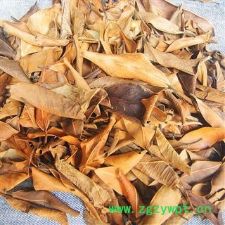 产地直销  榕树叶图2