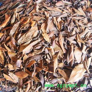 产地直销  榕树叶图3