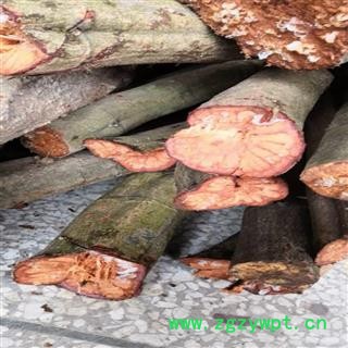 新鲜九龙藤 野生生湿品 梅花九龙藤 梅花九龙筋 梅花血藤 龙须藤 梅花藤 五花血藤 整根发货图2