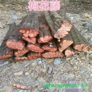 新鲜九龙藤 野生生湿品 梅花九龙藤 梅花九龙筋 梅花血藤 龙须藤 梅花藤 五花血藤 整根发货