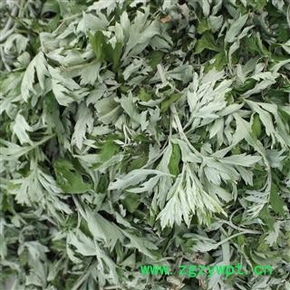 艾叶 手捡大片 产地 河南省南阳市图3