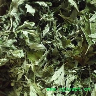 艾叶 手捡大片 产地 河南省南阳市图4