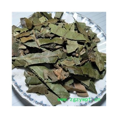 枇杷叶 枇杷叶绿色统段 产地 福建省