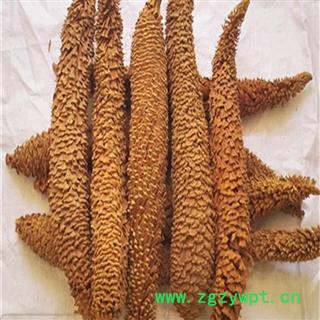 煜庭药业 铁树叶 雄花  铁树花图2